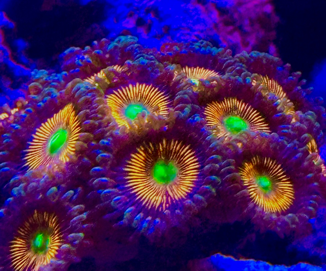 Everlasting Gobstopper Zoanthid
