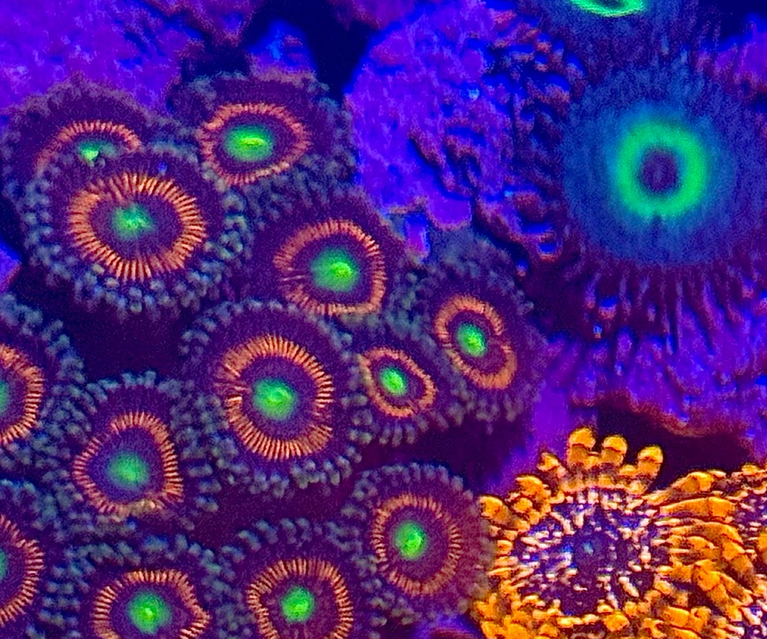 Everlasting Gobstopper Zoanthid