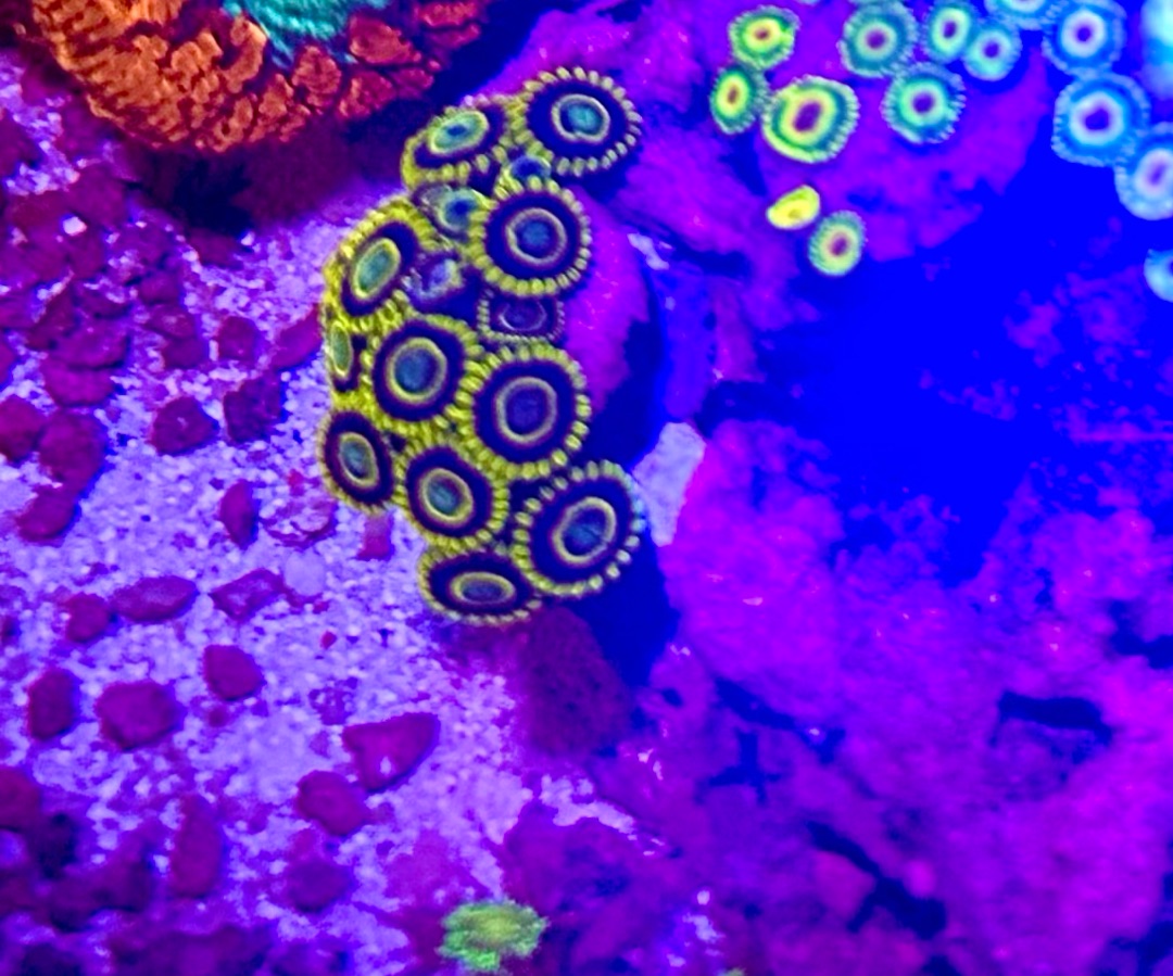 Blue Hornet Zoanthid