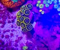 Blue Hornet Zoanthid