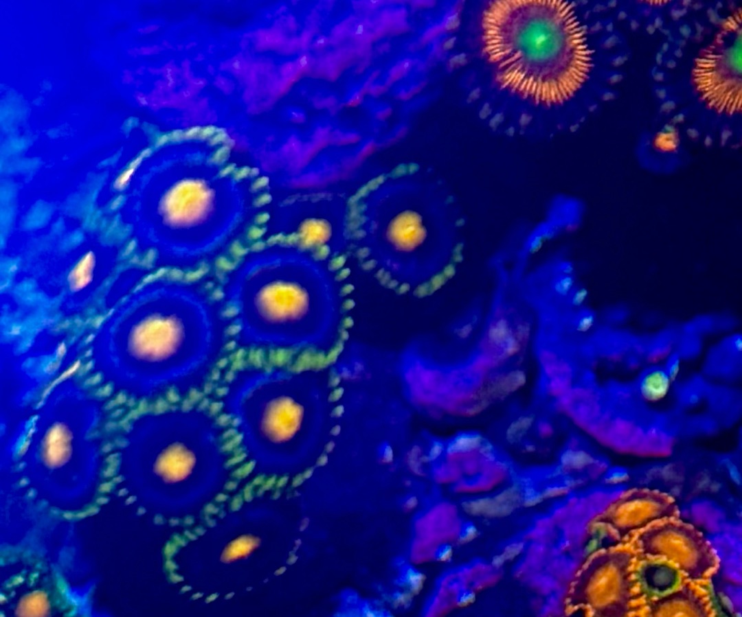 Blow Pop Zoanthid