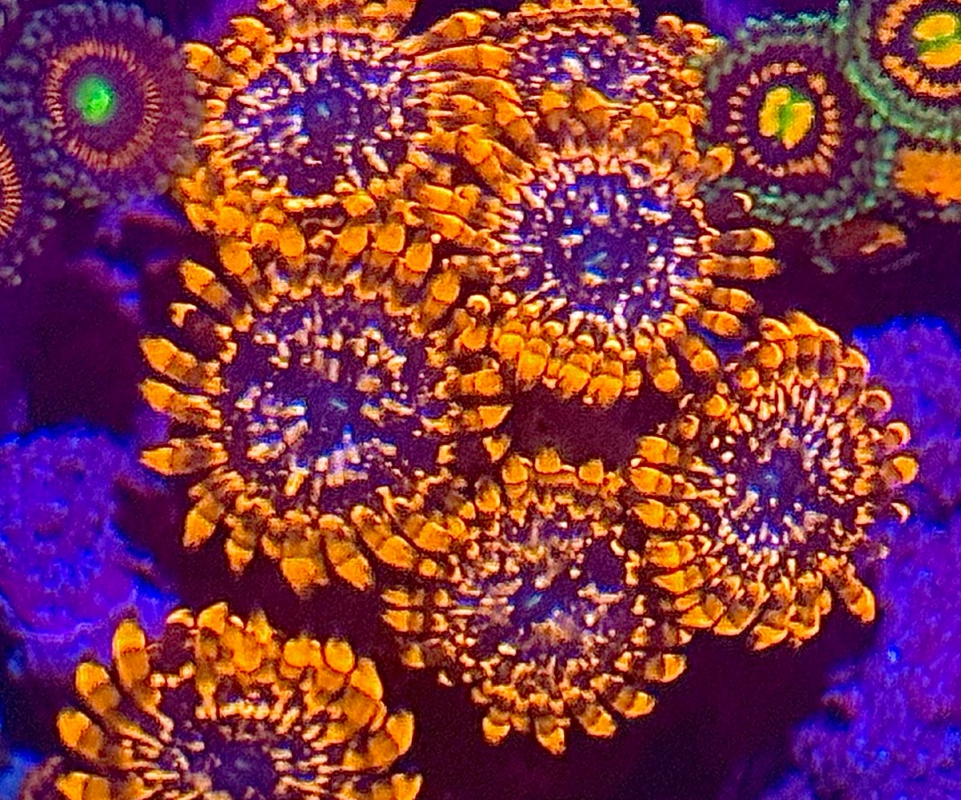 Udder Chaos Zoanthid