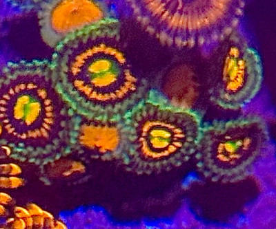 Coral Library Preview