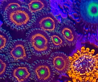 Everlasting Gobbstopper Zoanthid