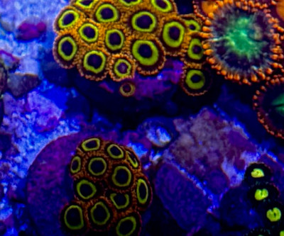 Coral Library Preview