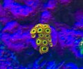 Fruit Loops Zoanthid