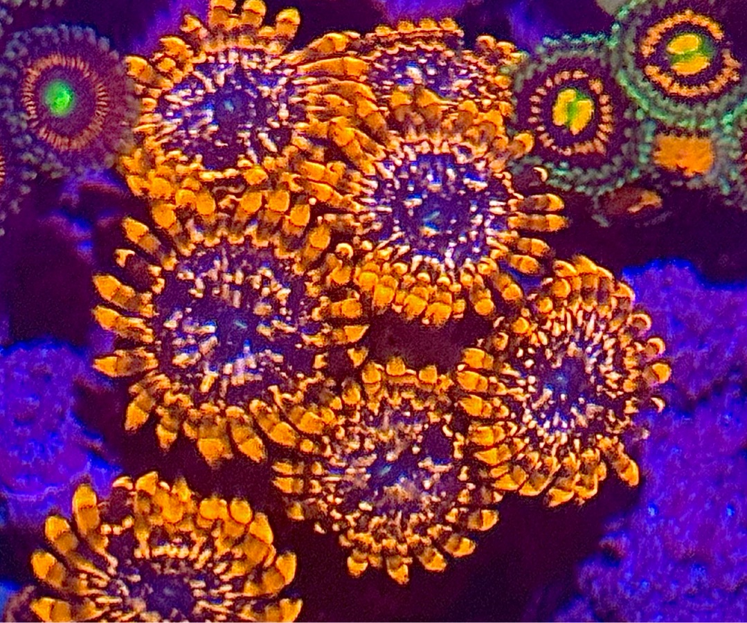 Utter Chaos Zoanthids
