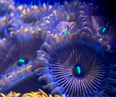 Coral Library Preview