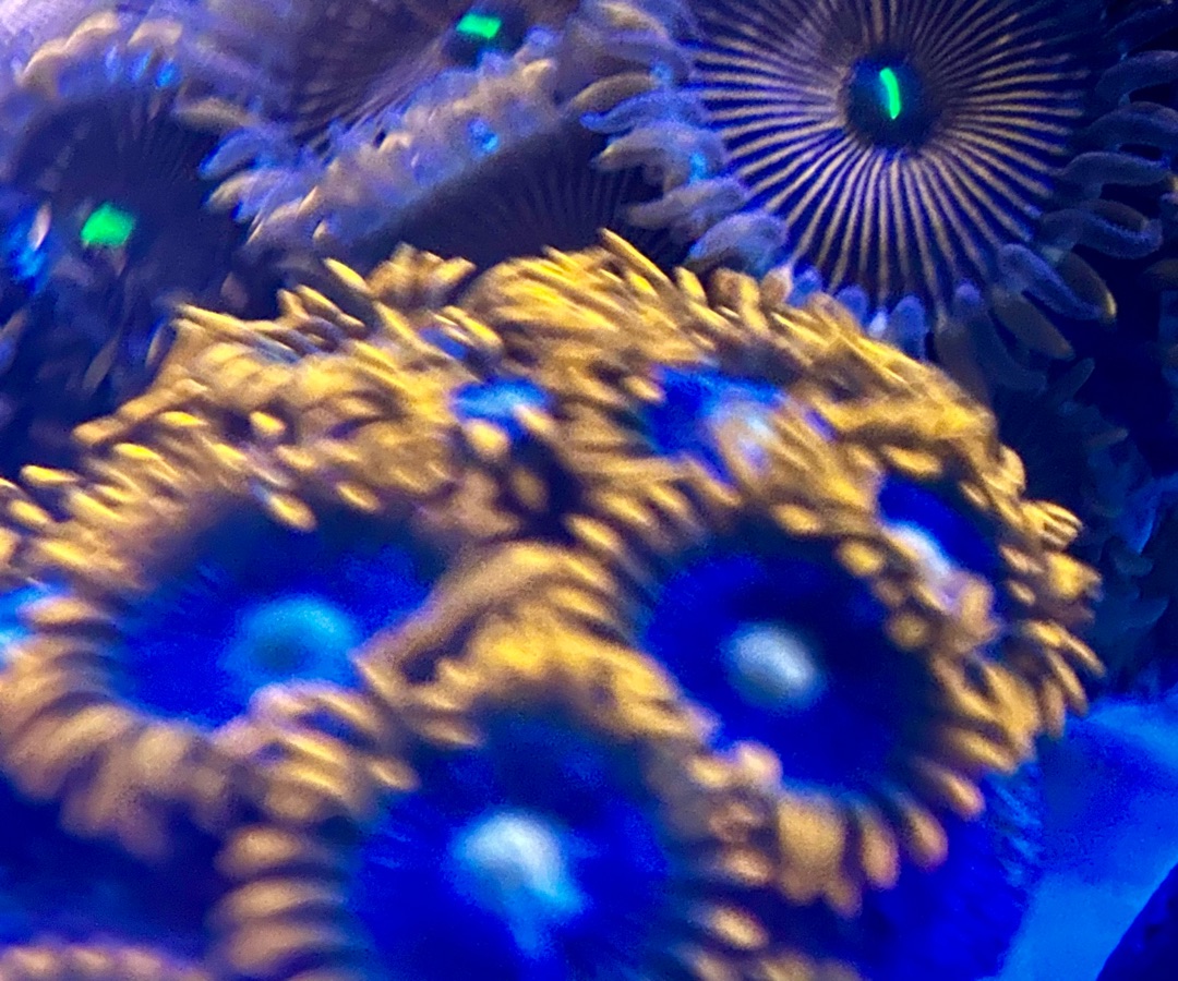 Fire & Ice Zoanthid
