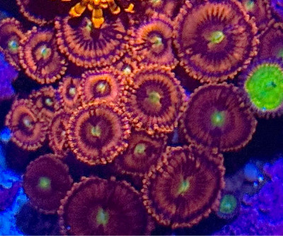 Coral Library Preview