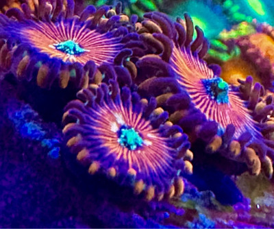 Magicians Zoanthids