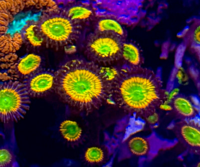 Sunny D  Zoa