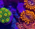 Rasta Zoanthids