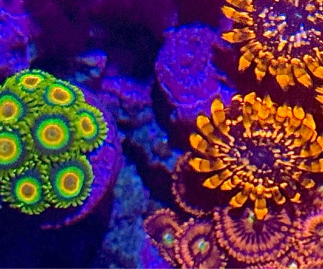 Rasta Zoanthids
