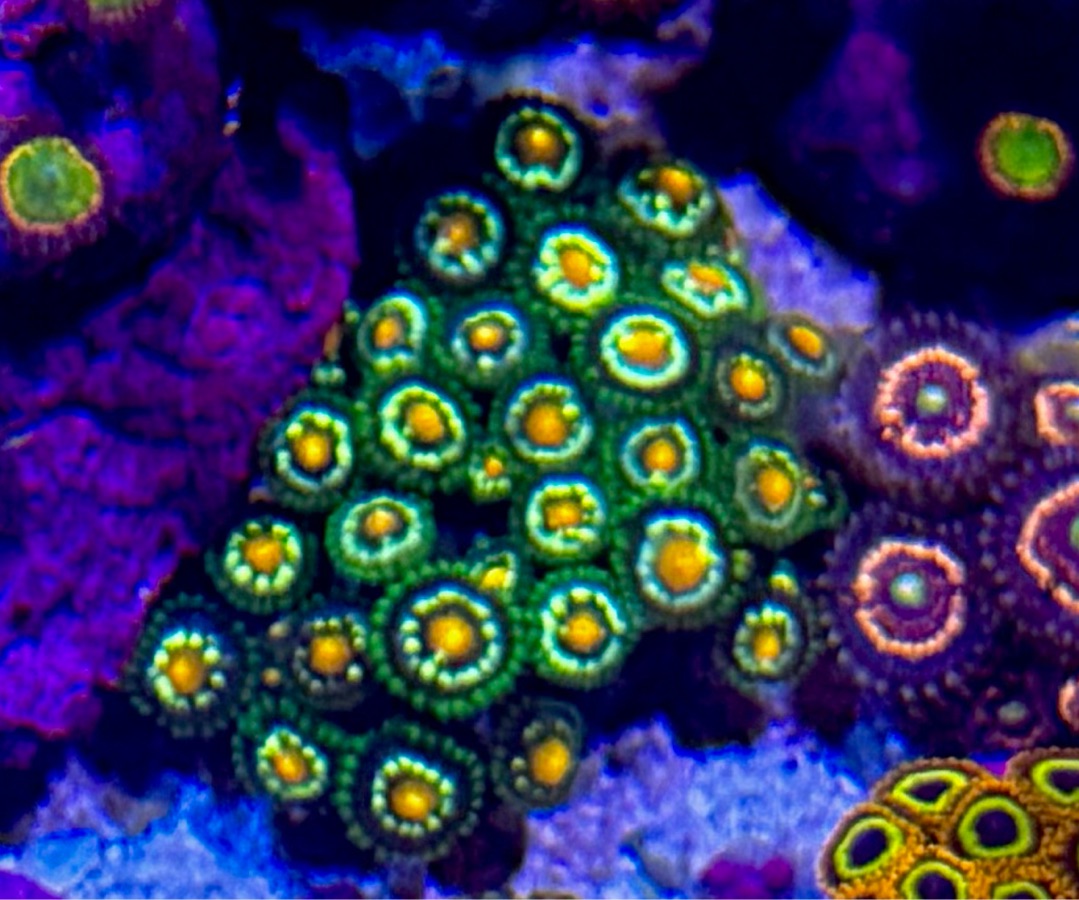 Daisy Cutter Zoanthids