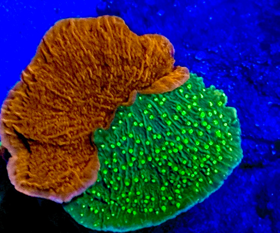 Red And Green Monti Cap