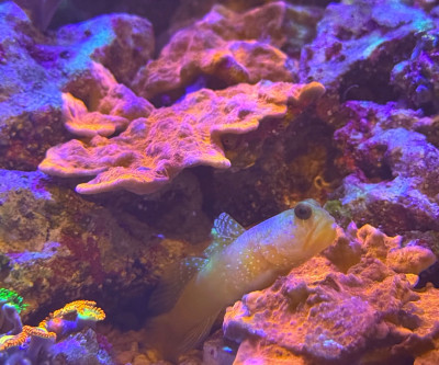 Coral Library Preview