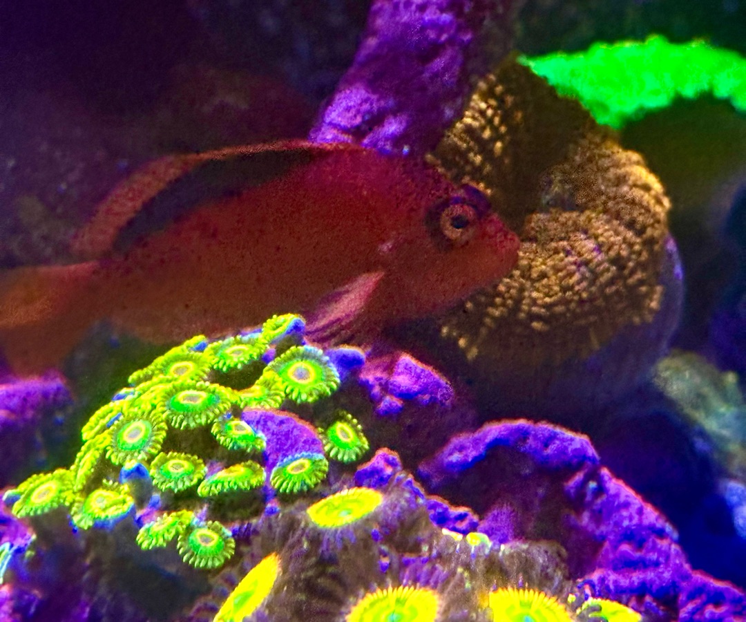 Flame Hawkfish