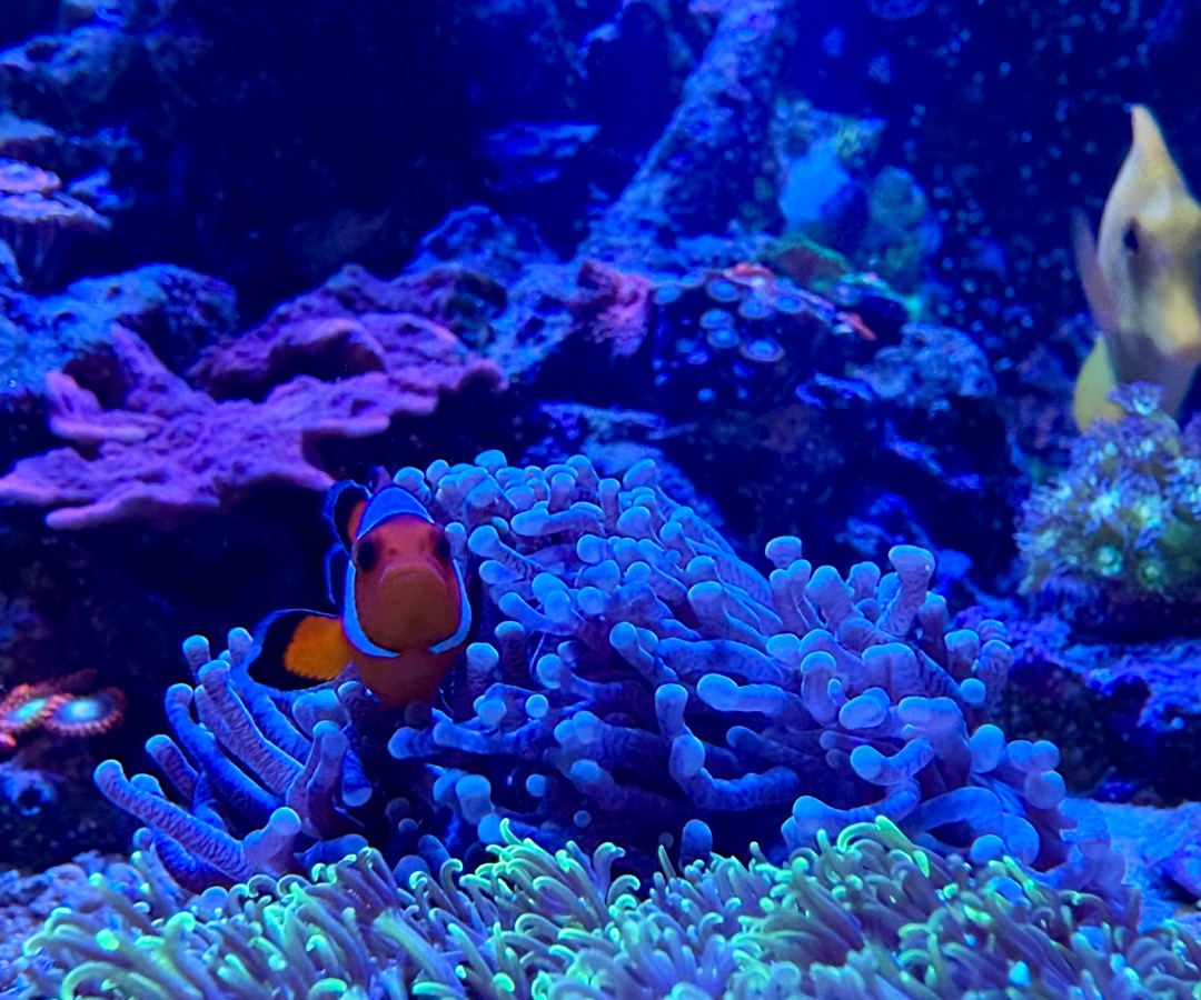 Ocellaris Clownfish