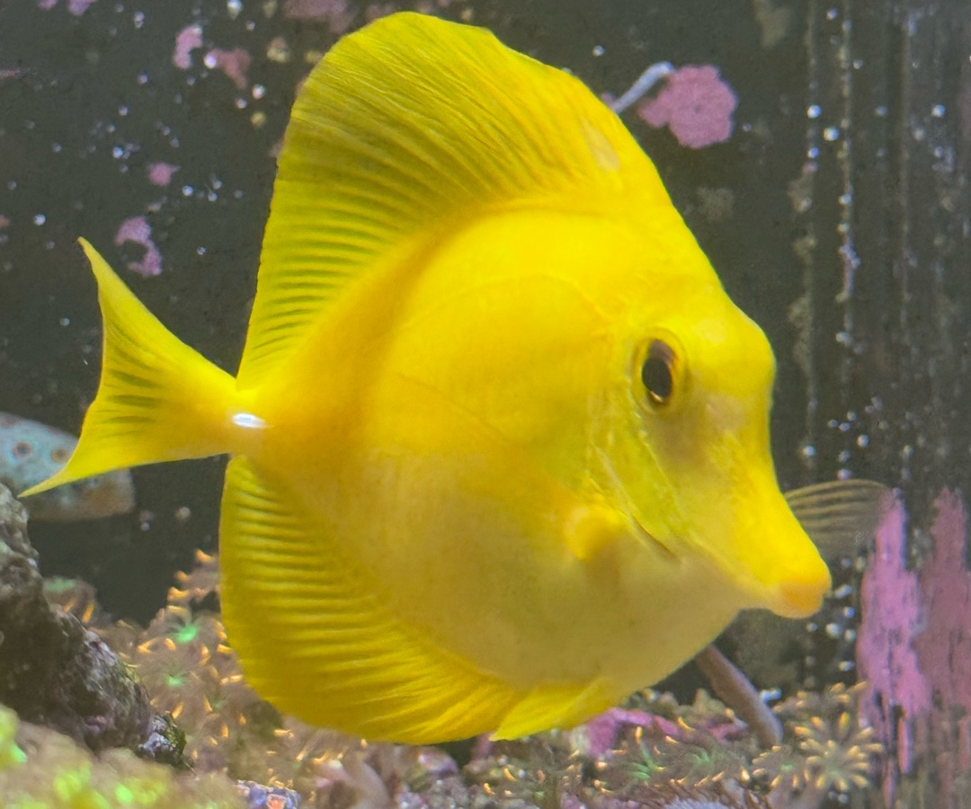 Yellow Tang