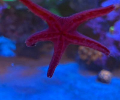 Invertebrate Library Preview