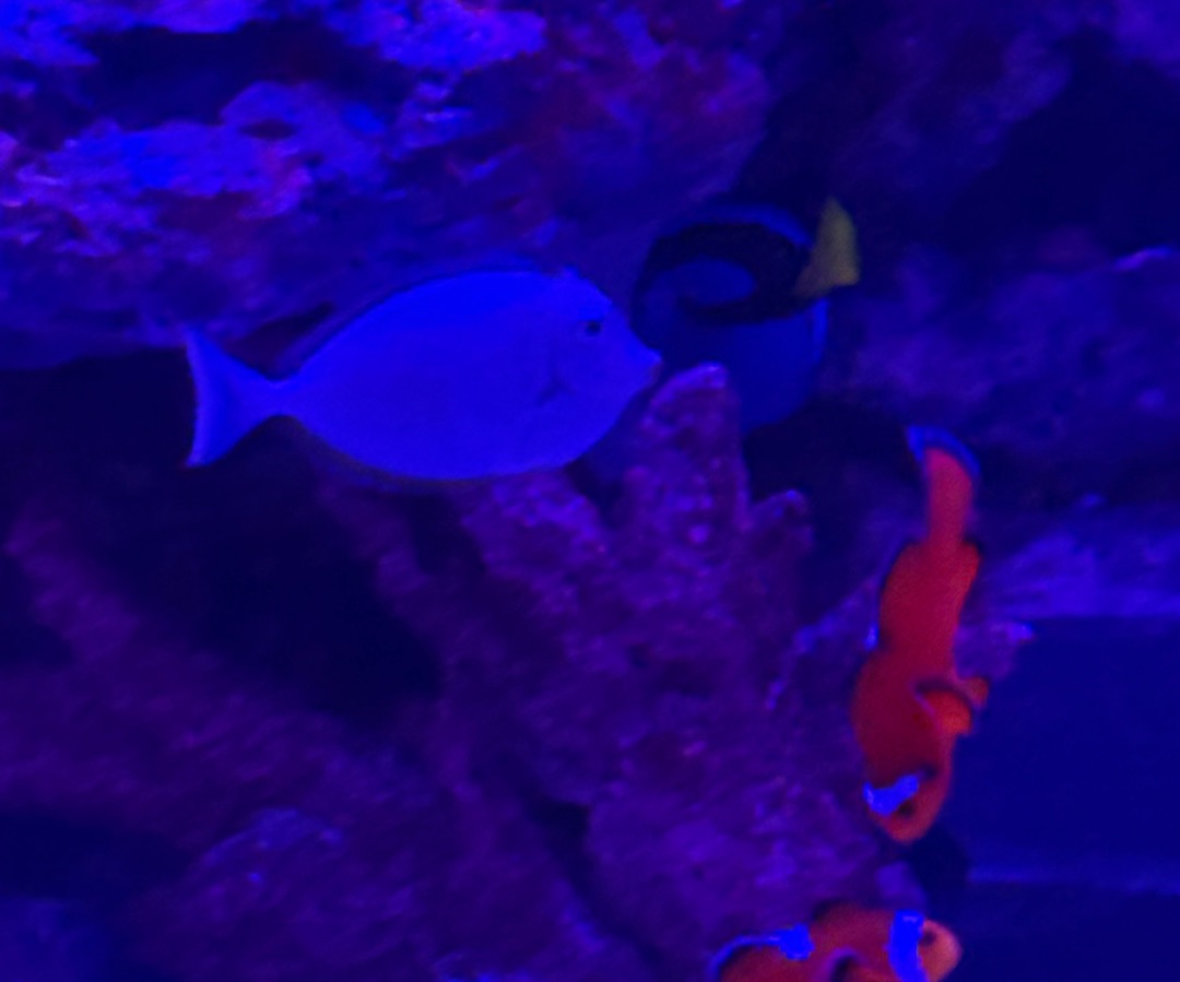 Pink Margin Fairy Wrasse