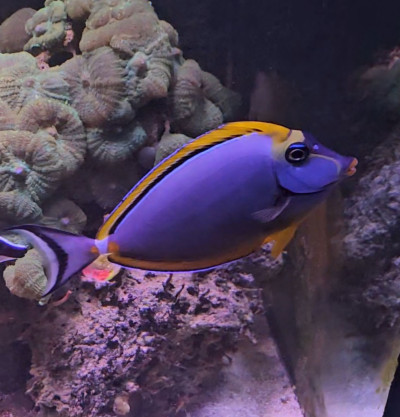 Blonde Naso Tang