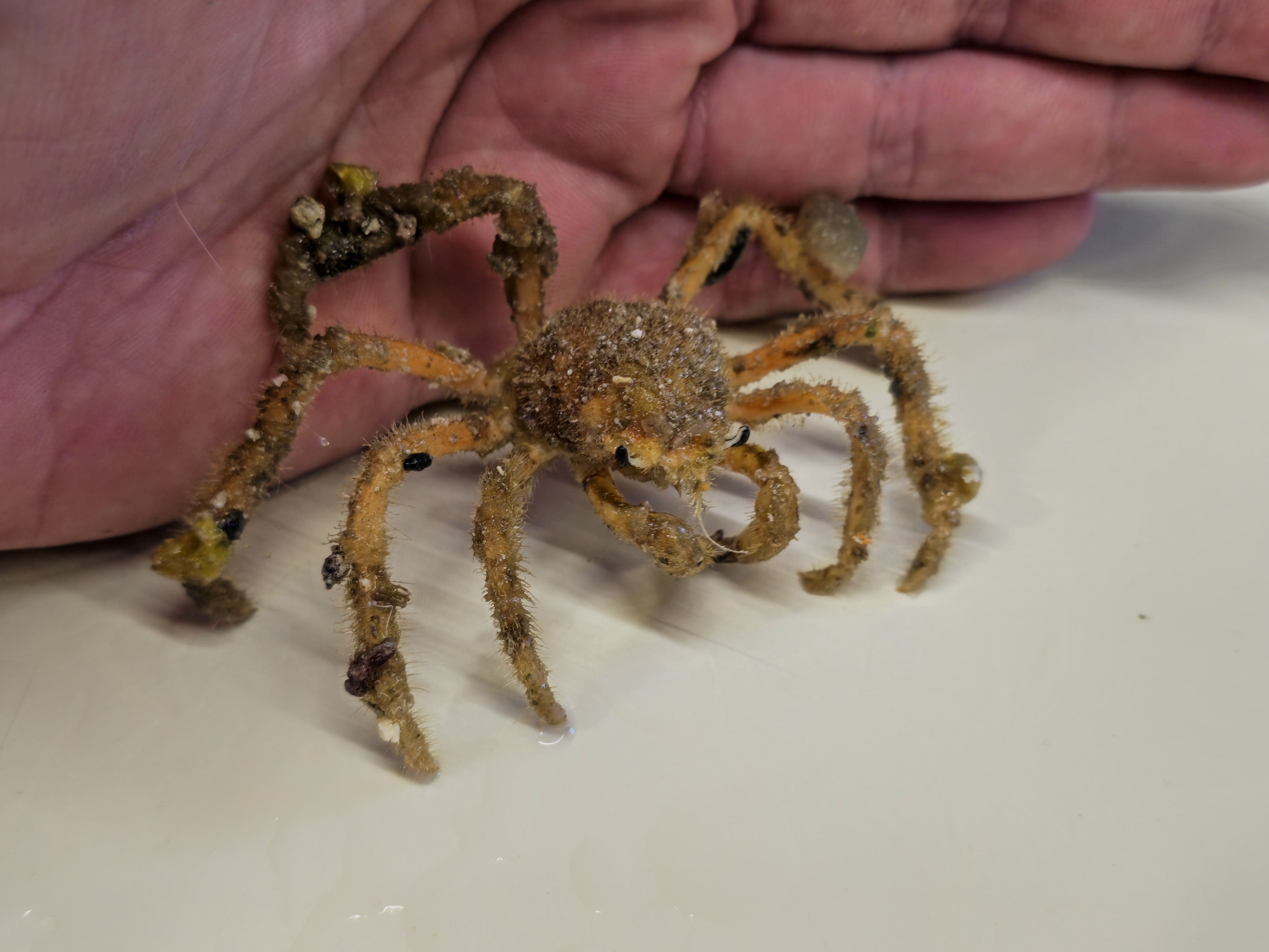 Decorator Crab