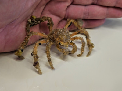 Invertebrate Library Preview