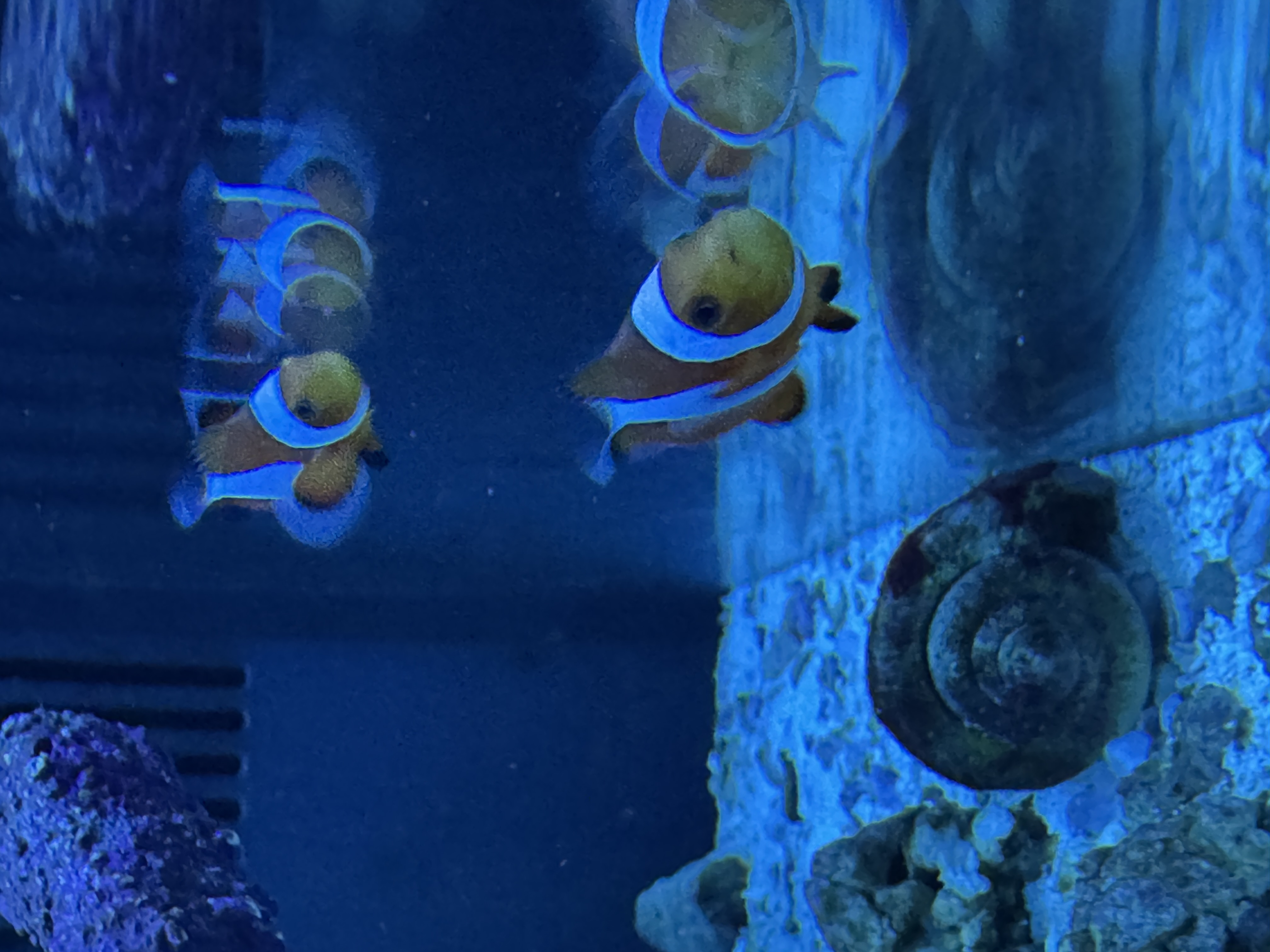Ocellaris Clownfish
