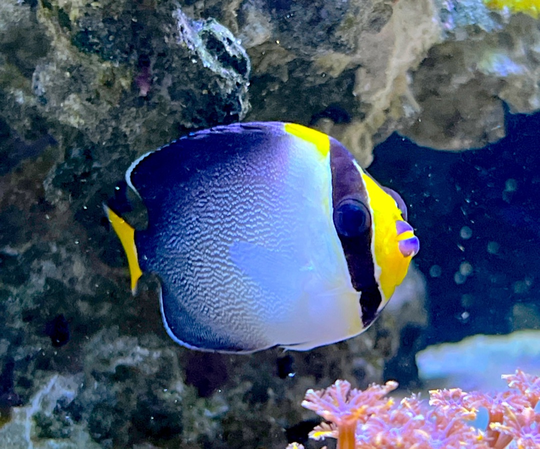 Singapore Angelfish