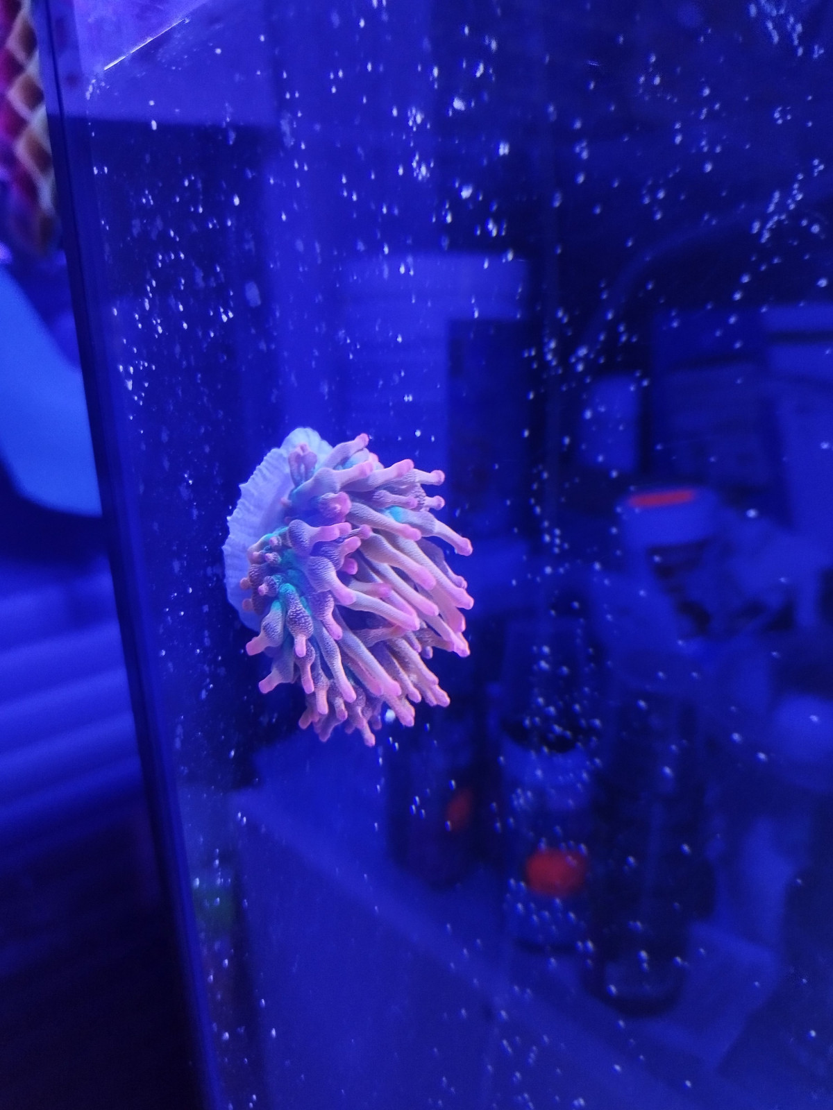 Blasenanemone