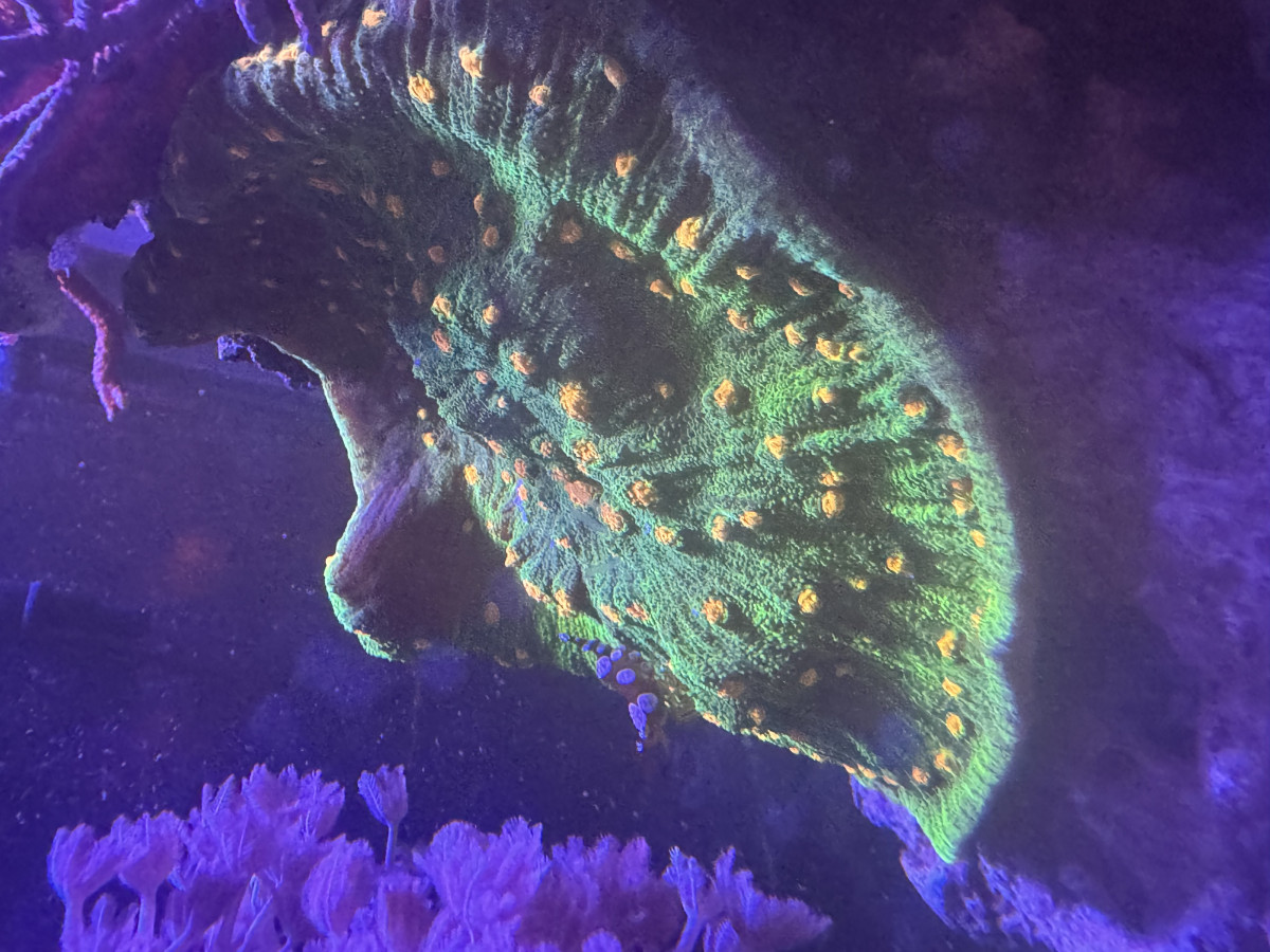 Alien Chalice Colony