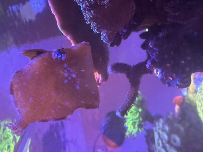 Fish Library Preview