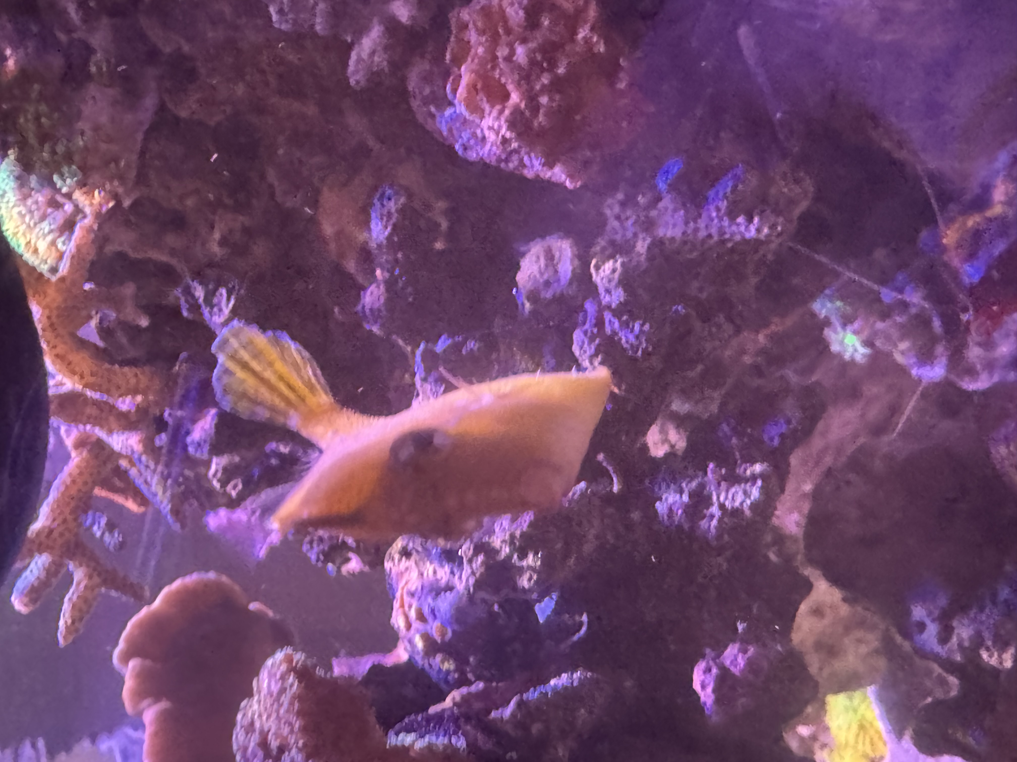 Filefish