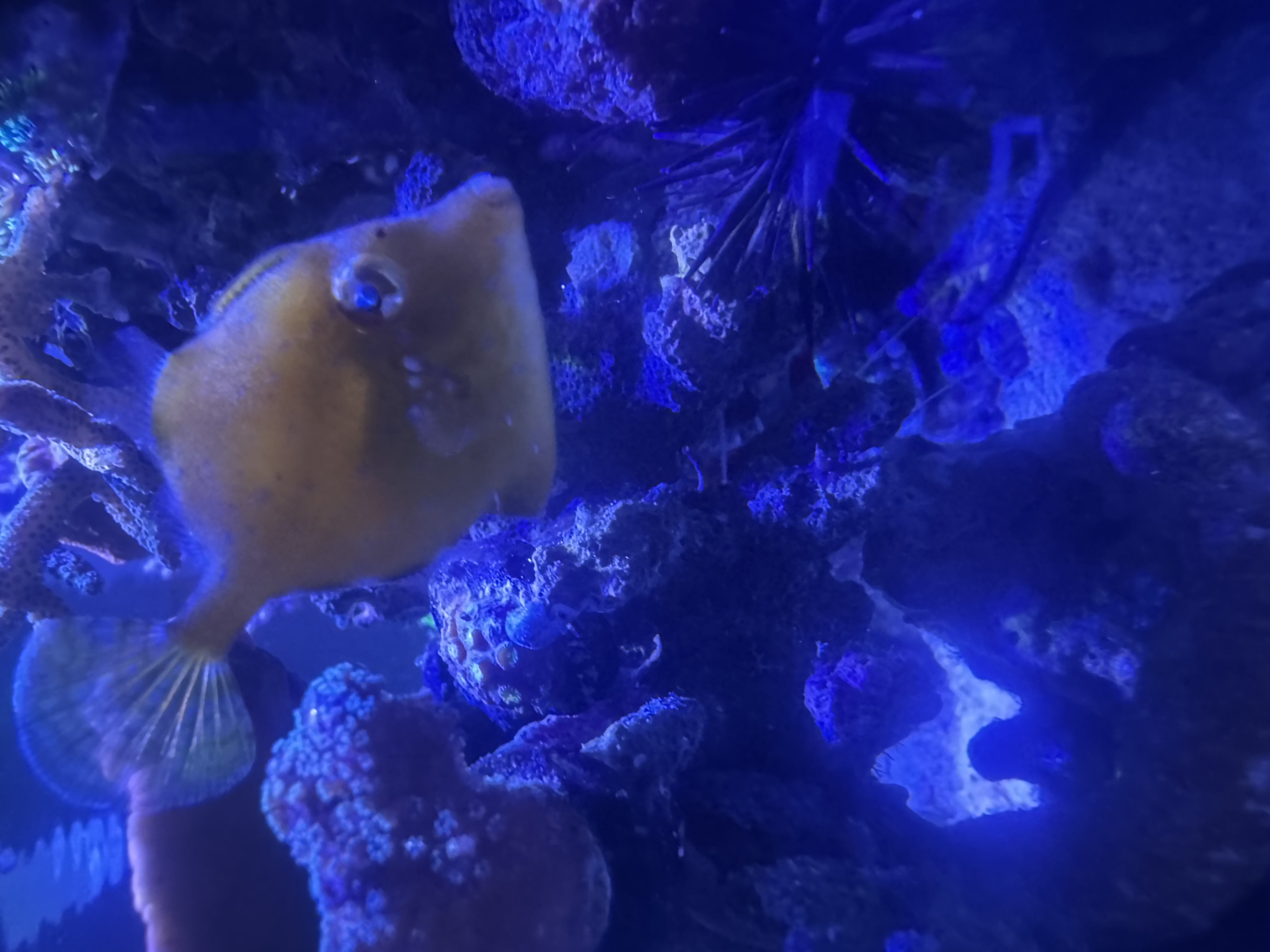 Filefish
