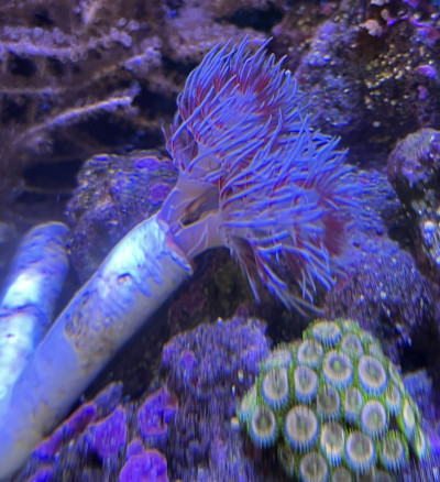 Invertebrate Library Preview