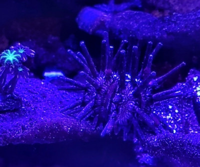 Invertebrate Library Preview