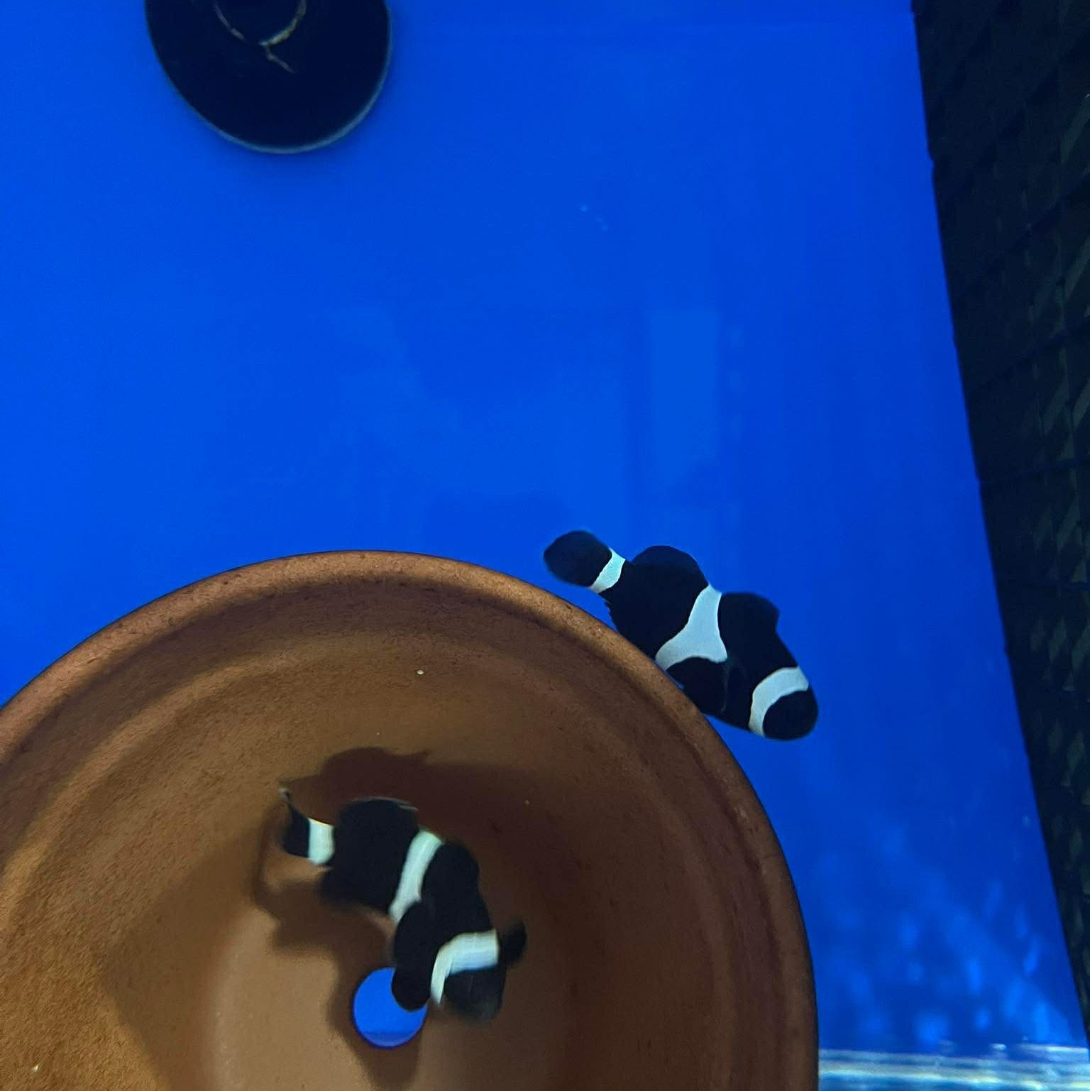 Darwin Clownfish
