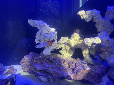Fish Library Preview