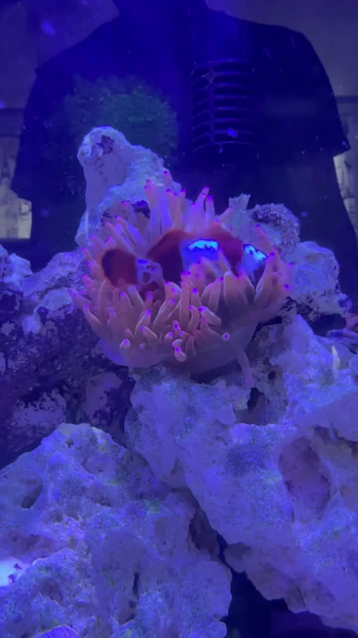 Gold Stripe Maroon Clownfish