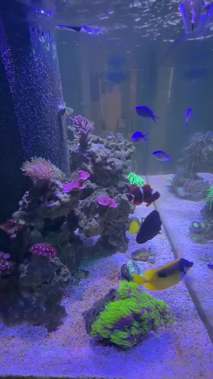 Gold Stripe Maroon Clownfish