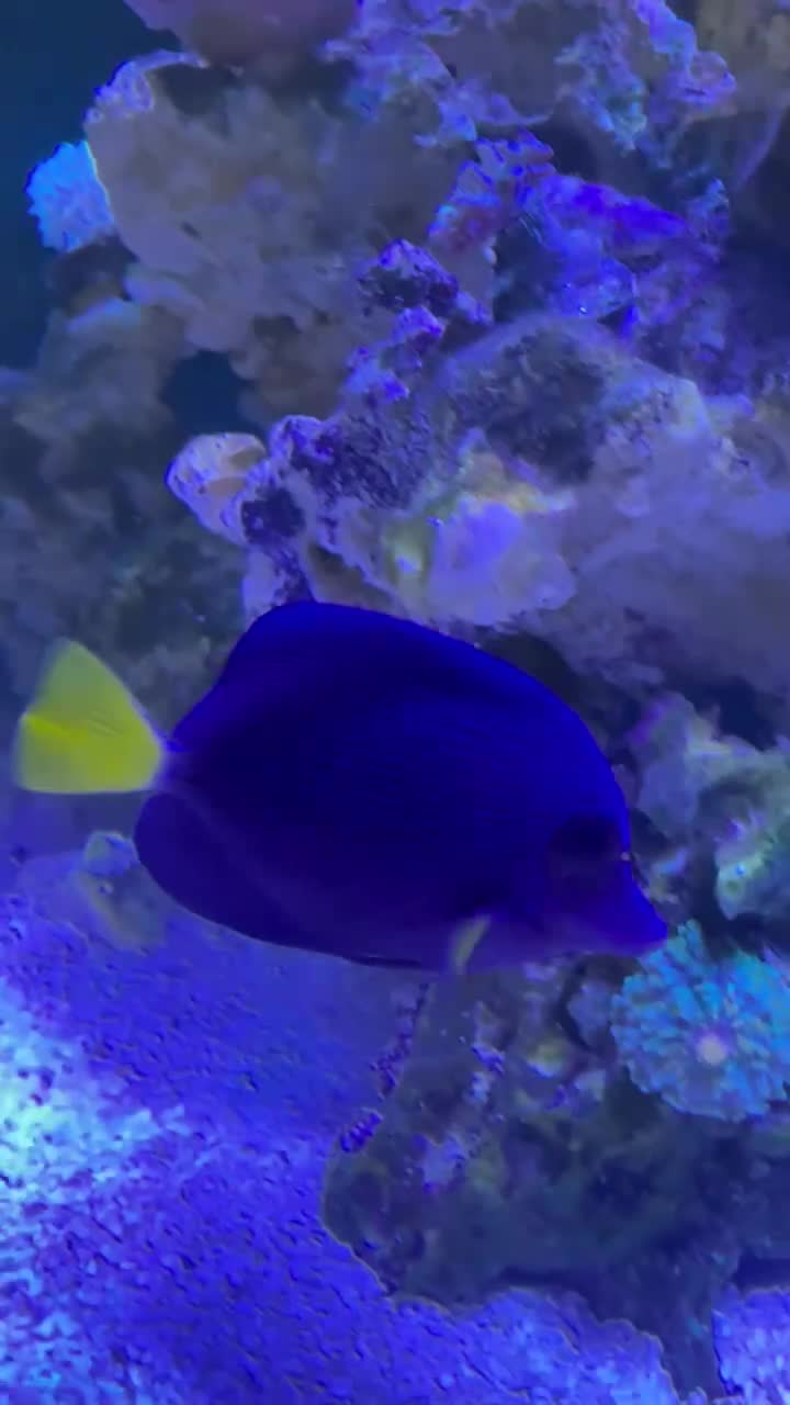 Purple Tang