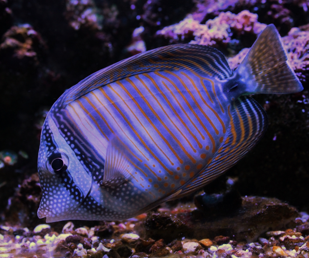 Sailfin Desjardinii