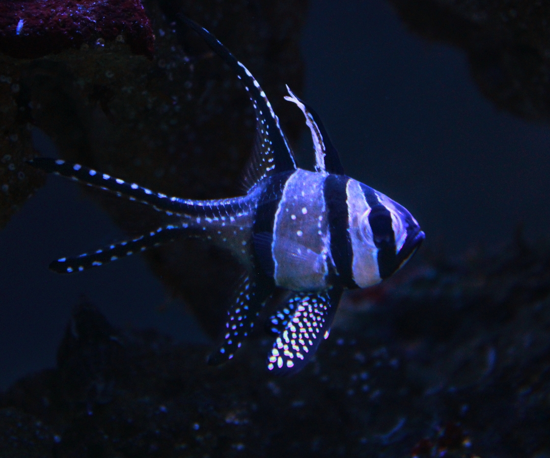 Banggai Cardinal