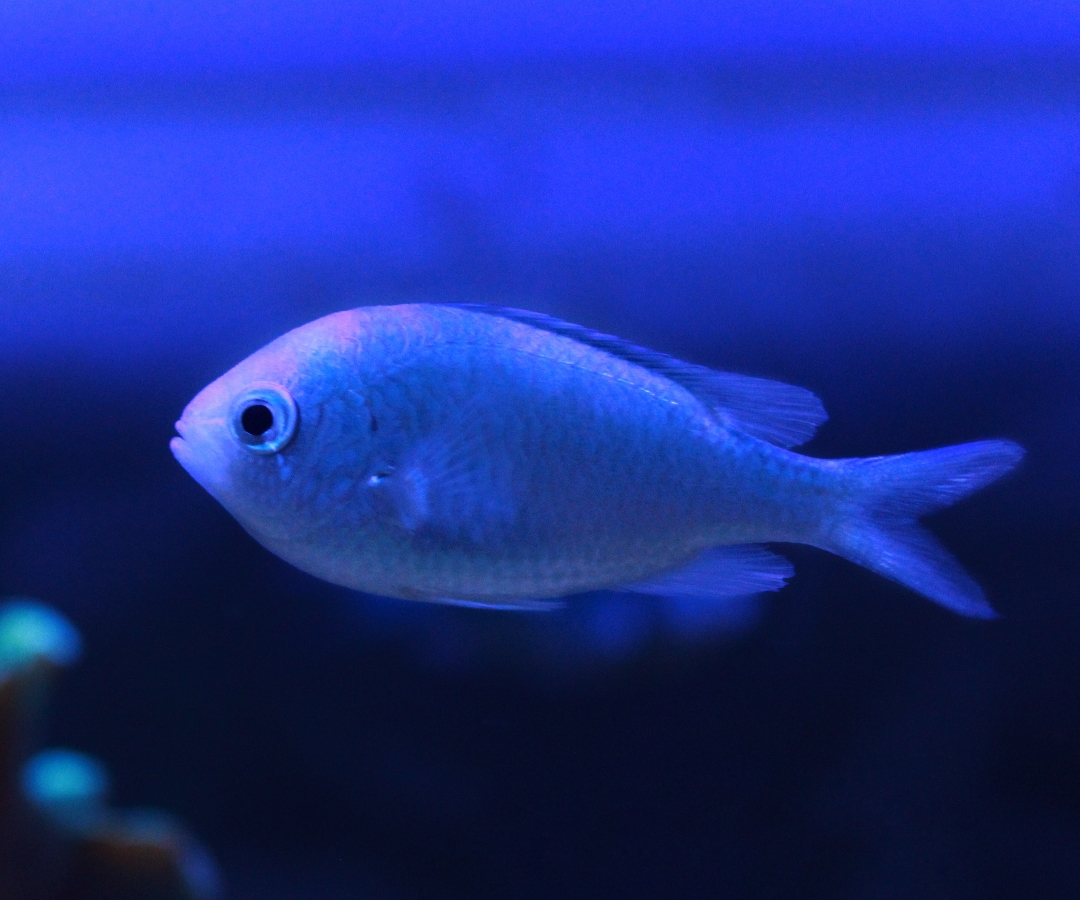 Chromis Viridis