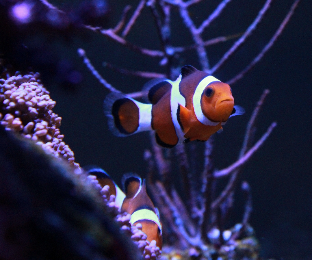 Ocellaris Clownfish