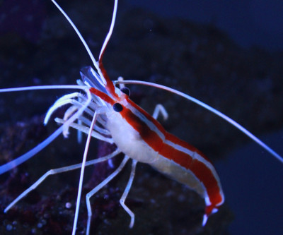 Invertebrate Library Preview