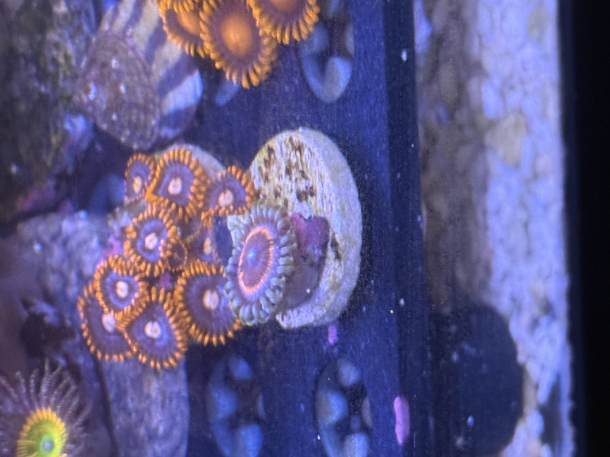 armor of God zoa