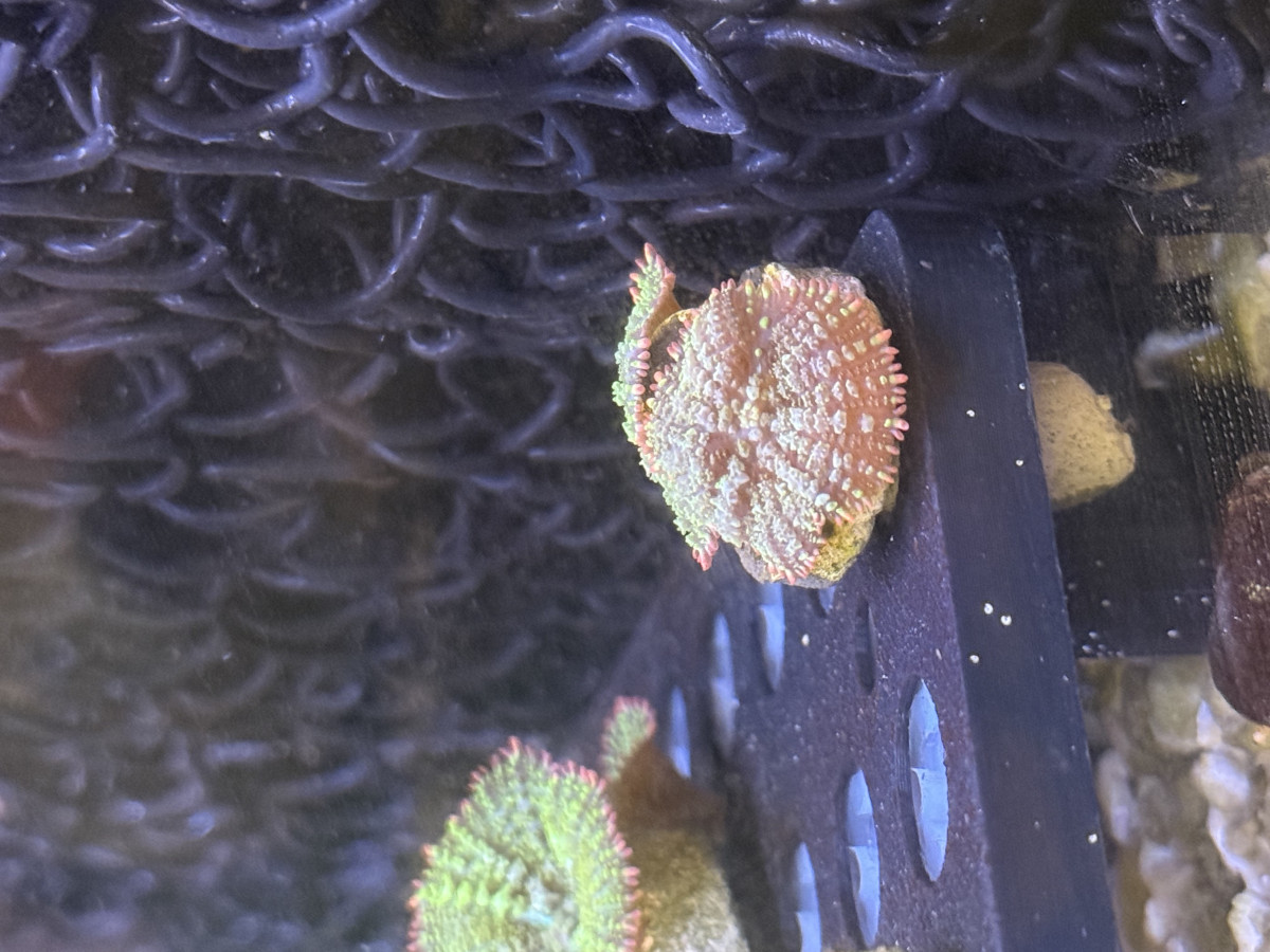 TSA Mardi Gras Bounce Mushroom Coral